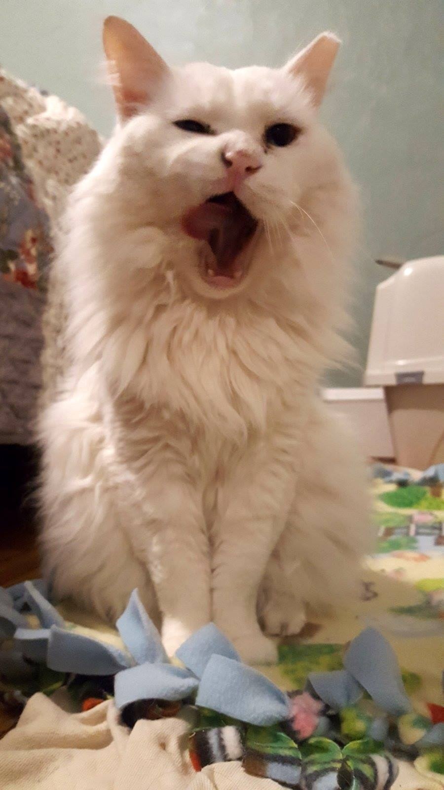 coconut-chat-errant-boston-7