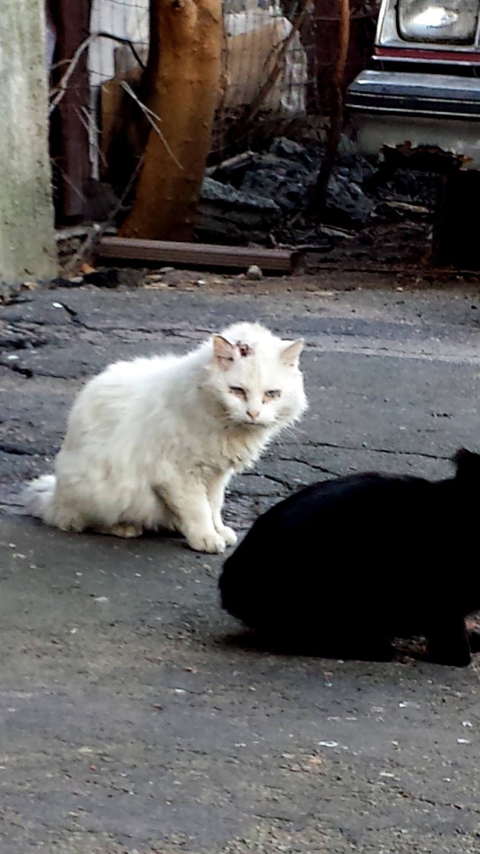 coconut-chat-errant-boston-2