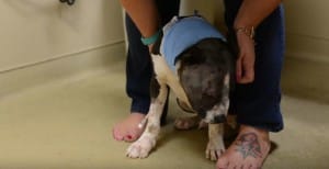 puppt-jax-fighting-5