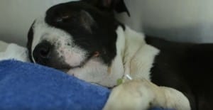 puppt-jax-fighting-2