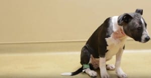 puppt-jax-fighting-9