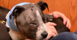 puppt-jax-fighting-6