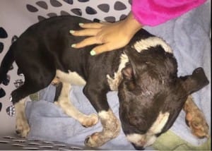 puppt-jax-fighting-1