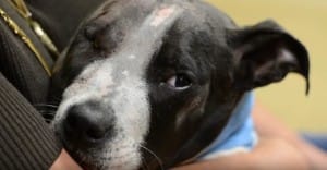 puppt-jax-fighting-7