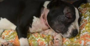 puppt-jax-fighting-3