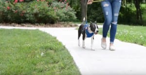 puppt-jax-fighting-10