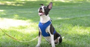 puppt-jax-fighting-11