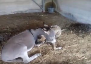 dog-donkey-friends-4