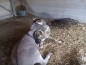 dog-donkey-friends-3