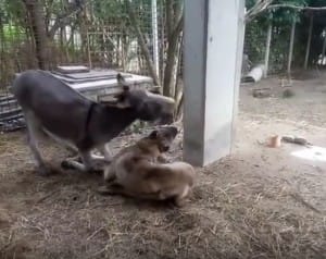 dog-donkey-friends-2