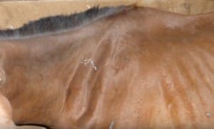 horse-sunny-starving-2