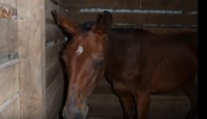 horse-sunny-starving-1