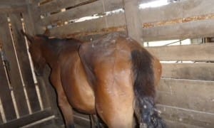 horse-sunny-starving-6