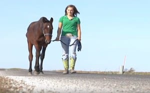 horse-sunny-starving-4