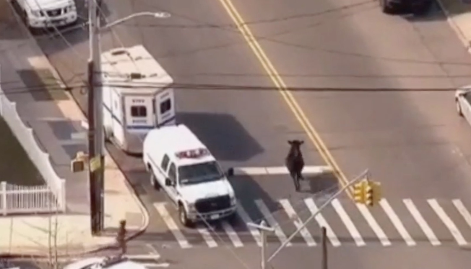 taureau-new-york-abattoir-5