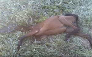 horse-sunny-starving-3