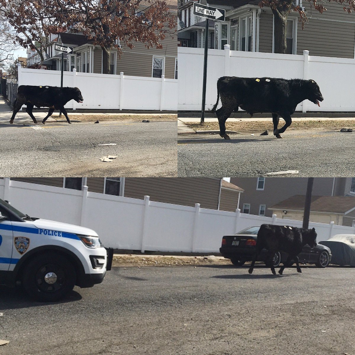 taureau-new-york-abattoir-2