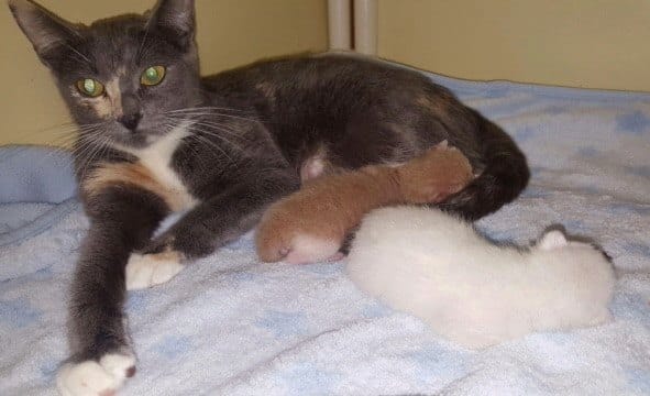 cats_tubs_abandoned_california_4