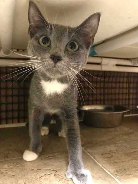 cats_tubs_abandoned_california_2