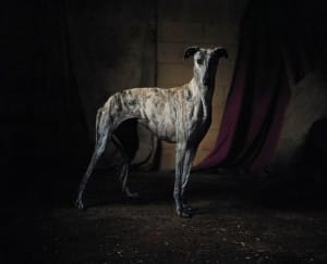greyhounds-photoshoot-spain-9