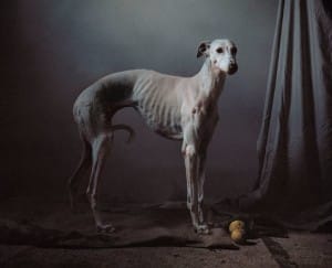 greyhounds-photoshoot-spain-2