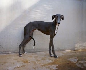 greyhounds-photoshoot-spain-8