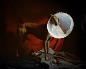 greyhounds-photoshoot-spain-7