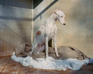 greyhounds-photoshoot-spain-5