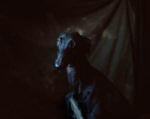 greyhounds-photoshoot-spain-3