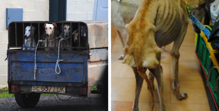 Galgos-Greyhound-massacre-espagne-2017-1