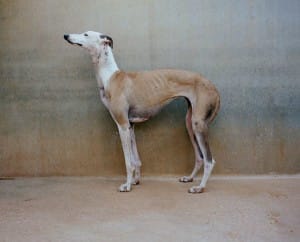greyhounds-photoshoot-spain-4
