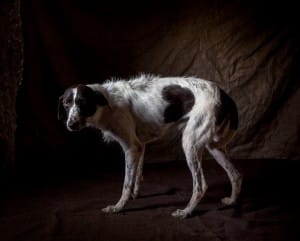 greyhounds-photoshoot-spain-6