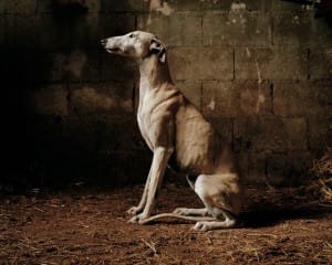 greyhounds-photoshoot-spain-1