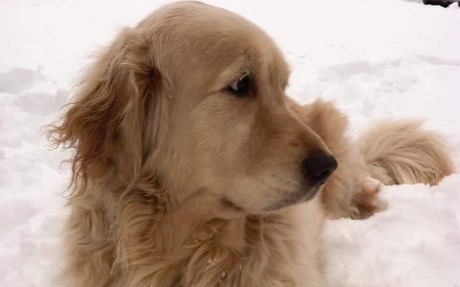 jacob_airline_death_1