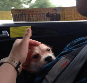 This pup is already so comfortable with his human.