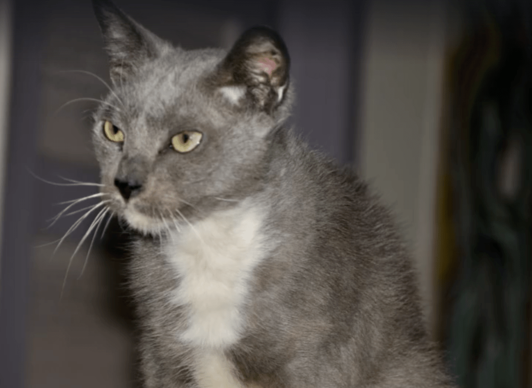 lovebug_adoption_rescue_3