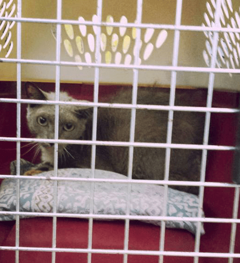 lovebug_adoption_rescue_1