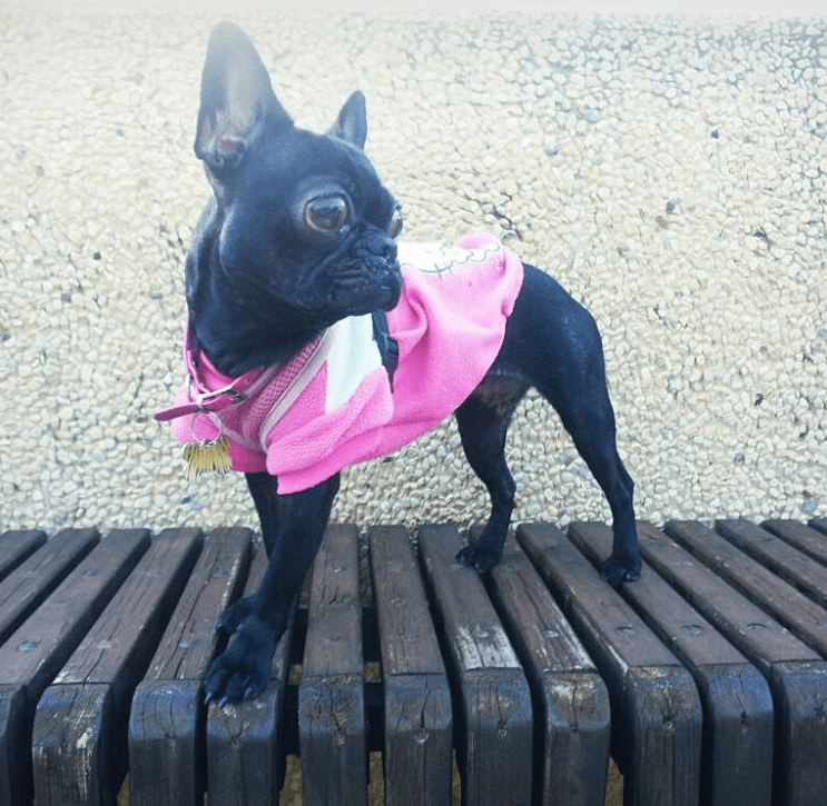 milly_dog_eyes_puppy_mill_4