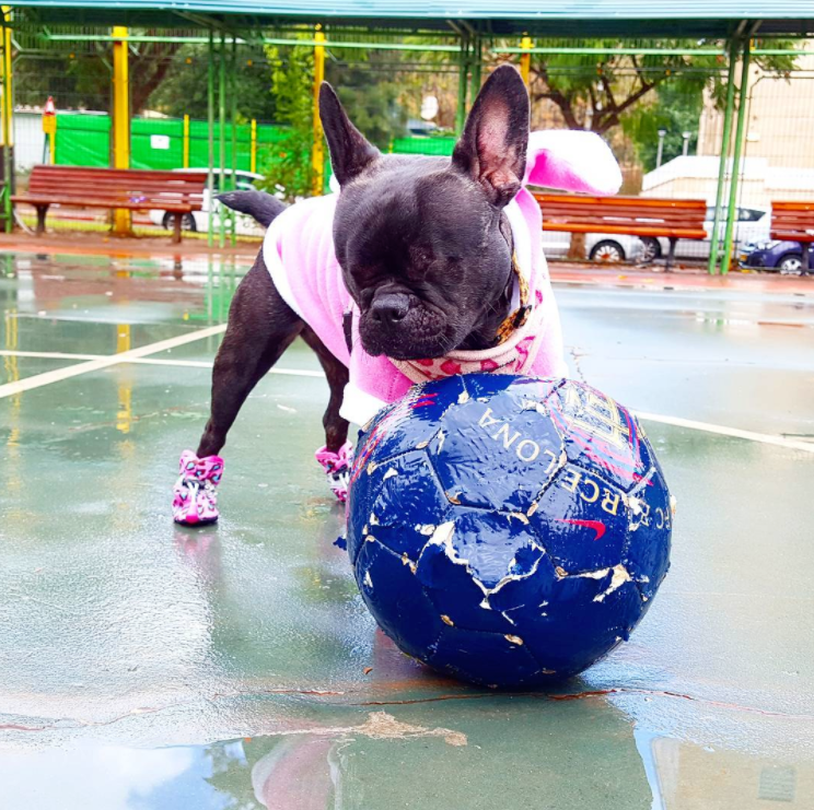 milly_dog_eyes_puppy_mill_3