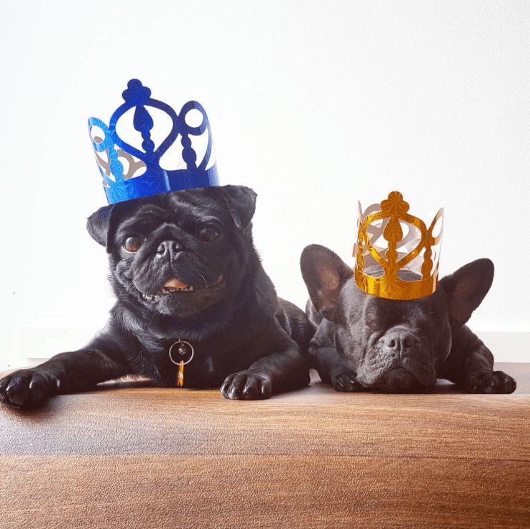 milly_dog_eyes_puppy_mill_2