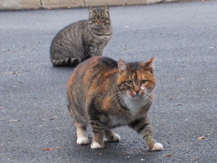 chat-errant-piege-eradication-reunion-1