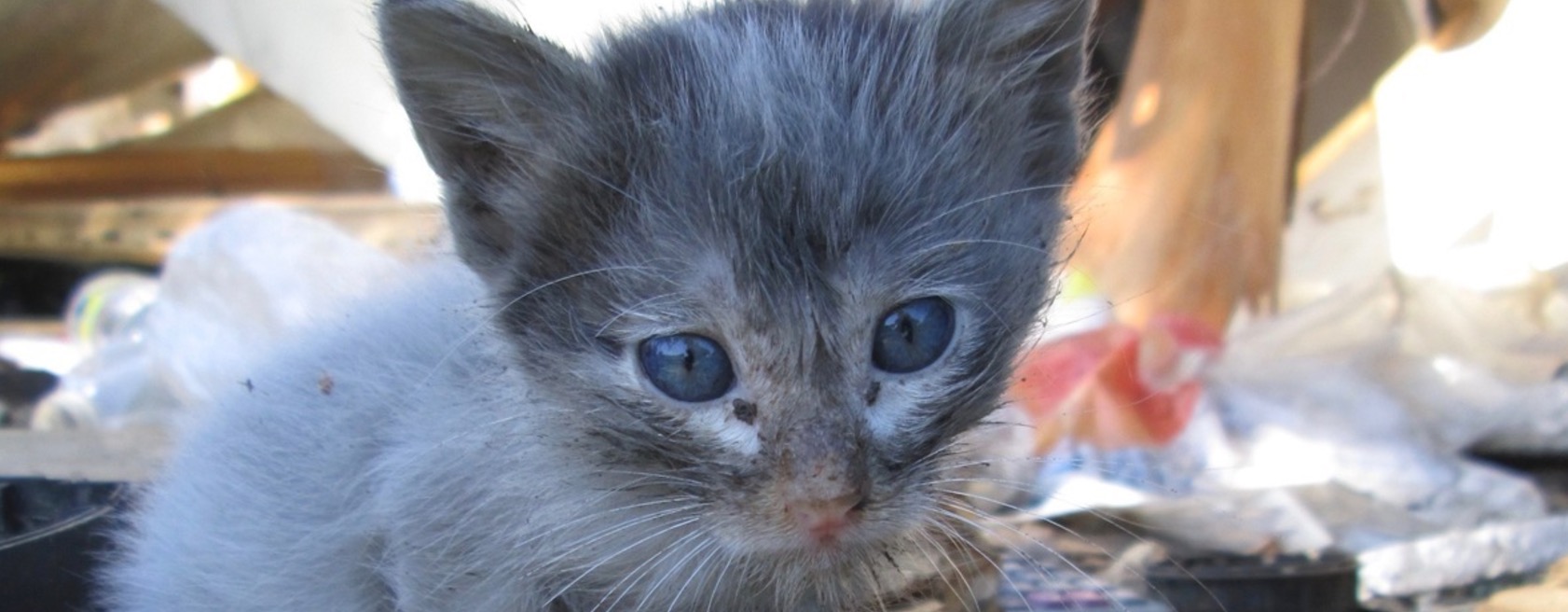 chat-errant-piege-eradication-reunion-19