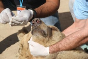 zoo-mosul-four-paws-7