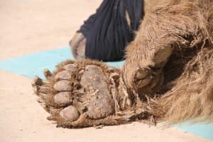 zoo-mosul-four-paws-6