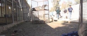 zoo-mosul-four-paws-1