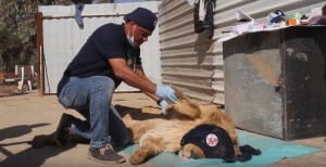 zoo-mosul-four-paws-4