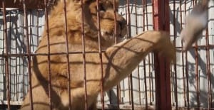 zoo-mosul-four-paws-3