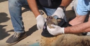 zoo-mosul-four-paws-5