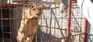 zoo-mosul-four-paws-2
