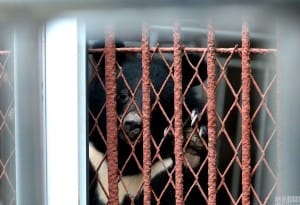 zoo-china-starving-8